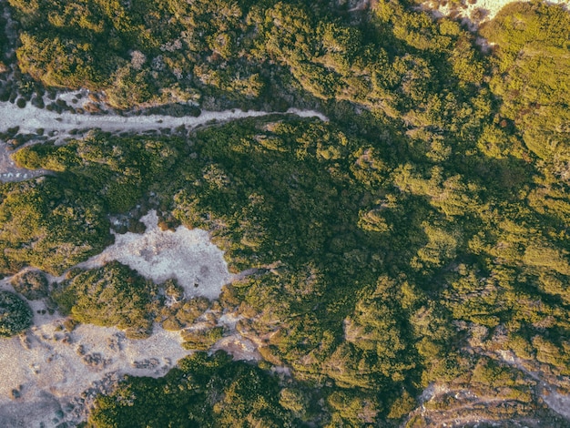 Beautiful top view shot of greenery and sand on the seashore