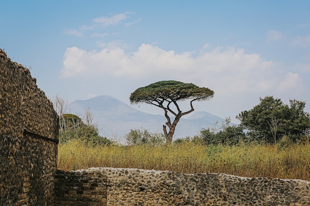 Красивое дерево на археологических руинах Помпеи и Геркуланума