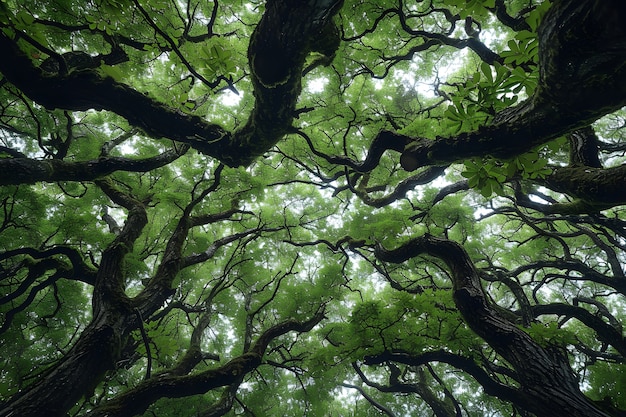 Foto gratuita bella prospettiva del baldacchino degli alberi con paesaggio naturale