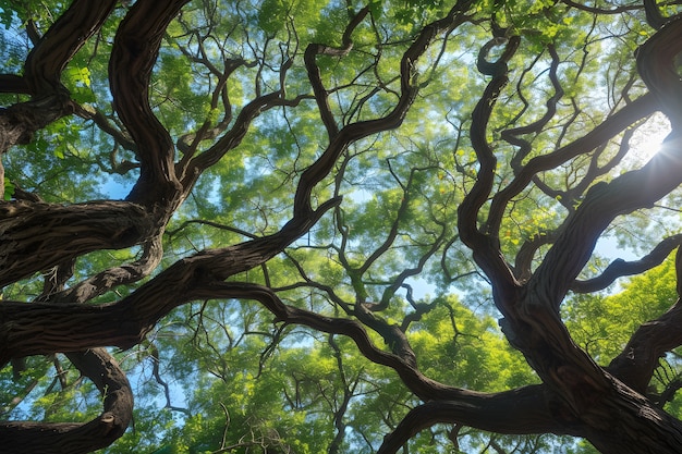 Bella prospettiva del baldacchino degli alberi con paesaggio naturale