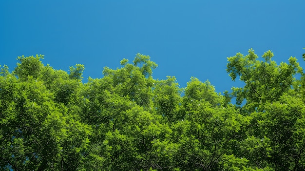 Foto gratuita bella prospettiva del baldacchino degli alberi con paesaggio naturale