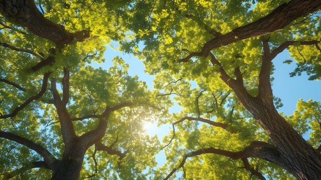 Beautiful tree canopy perspective with nature landscape