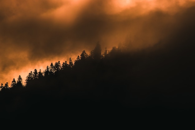 Beautiful tree-covered hill captured in the foggy twilight in France