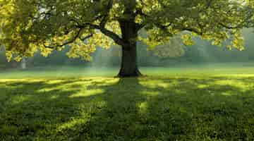 Free photo beautiful tree in the middle of a field covered with grass with the tree line in the background