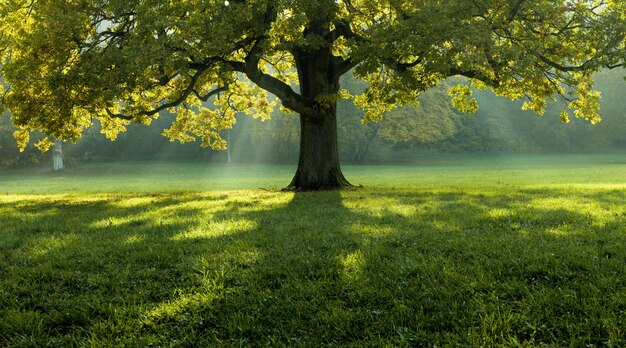 Красивое дерево посреди поля, покрытого травой с линией деревьев на заднем плане