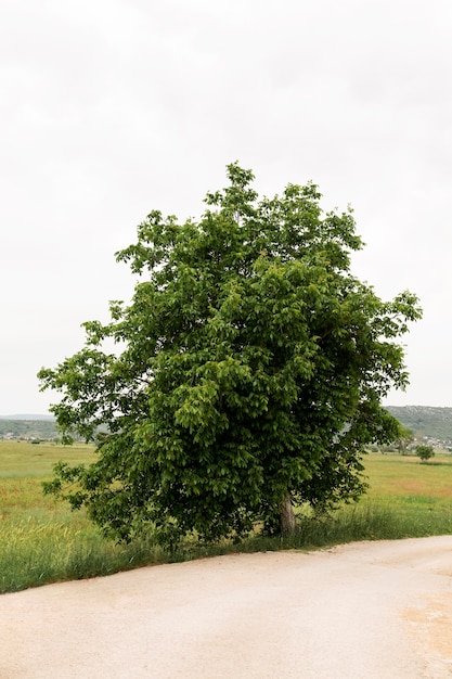 Free photo beautiful tree on side road