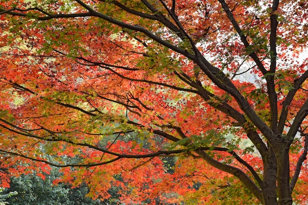 Красивое дерево с красочными листьями