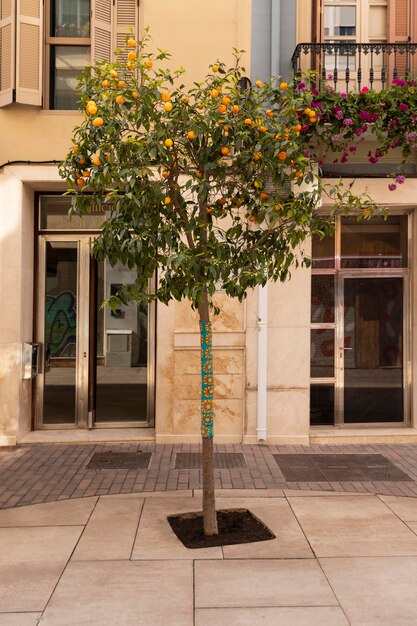 Foto gratuita bellissimo albero con frutti arancioni maturi