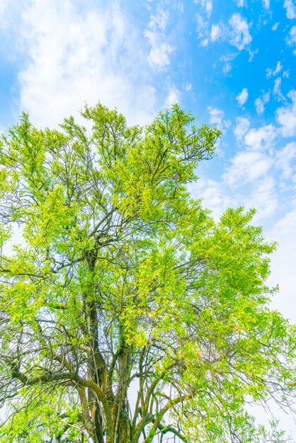 Beautiful trees branch on blue sky .