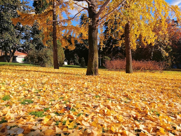 Beautiful trees with yellow leaves in autumn in Madrid, Spain
