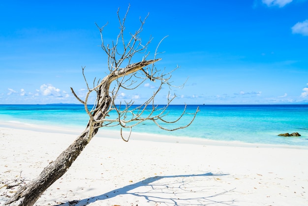 Free photo beautiful tropical beach