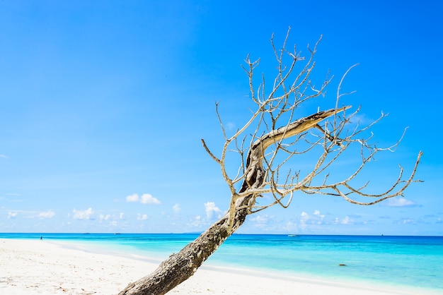 Free photo beautiful tropical beach