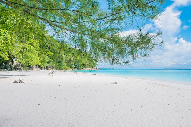 Free photo beautiful tropical beach