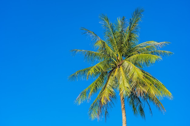 Beautiful tropical coconut palm tree with blue sky and white cloud