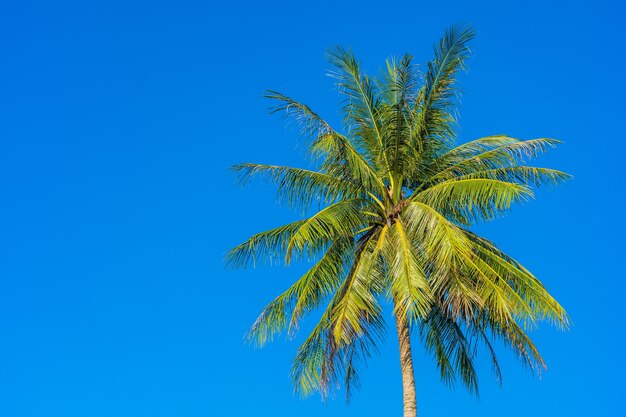 Beautiful tropical coconut palm tree with blue sky and white cloud