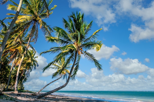 Beautiful tropical landscape of coconut trees along the shore under cloudy blue skies