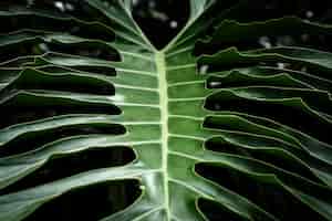 Free photo beautiful tropical leaf closeup