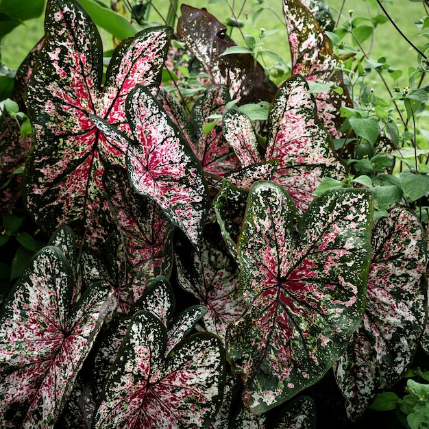 Foto gratuita bellissimo sfondo di foglie tropicali