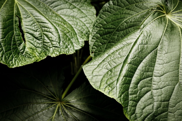 Beautiful tropical leaves closeup