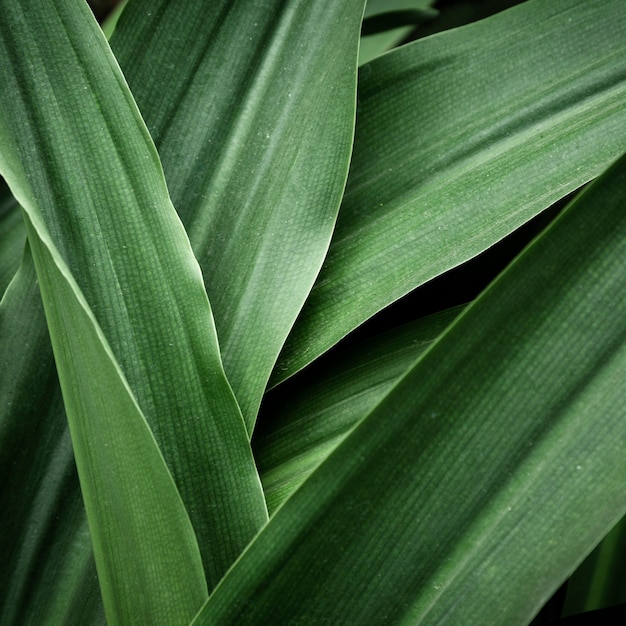 Free photo beautiful tropical leaves closeup