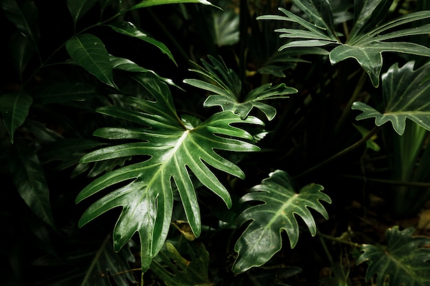 Beautiful tropical leaves in the forest