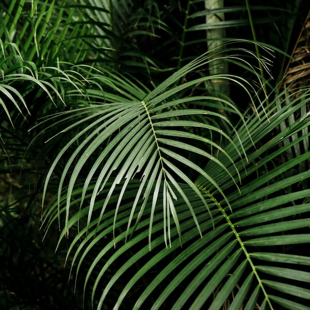 Beautiful tropical leaves in the forest