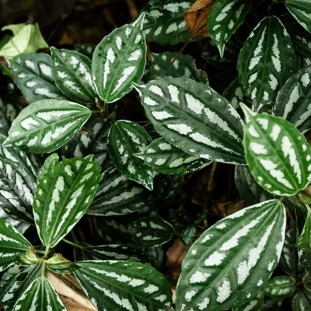 Free photo beautiful tropical leaves top view