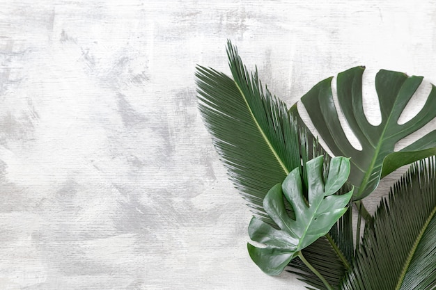 Belle foglie tropicali su uno sfondo bianco. banner poster, modello di cartolina. Foto Gratuite