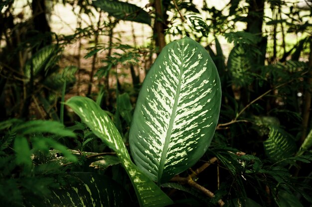 Красивые тропические листья с размытым фоном