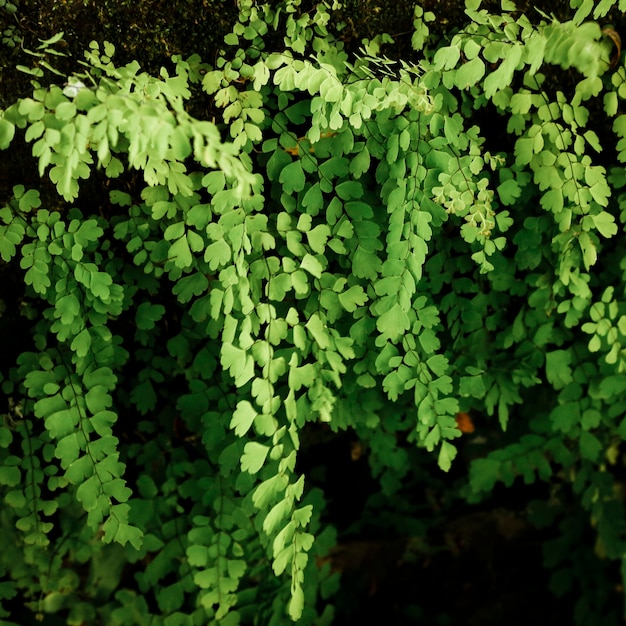 Beautiful tropical leaves 