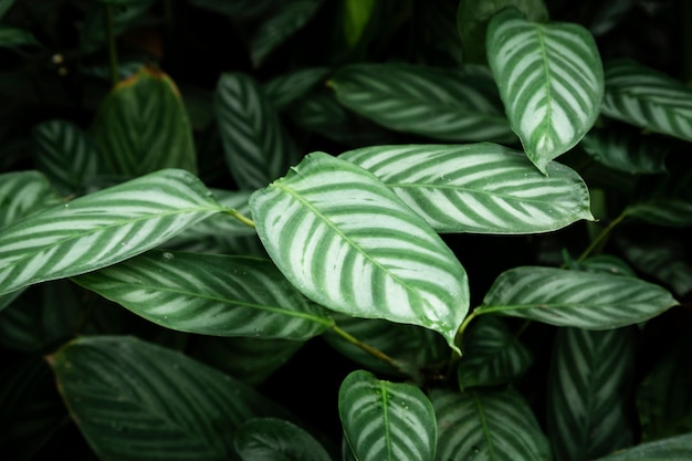 Free photo beautiful tropical leaves