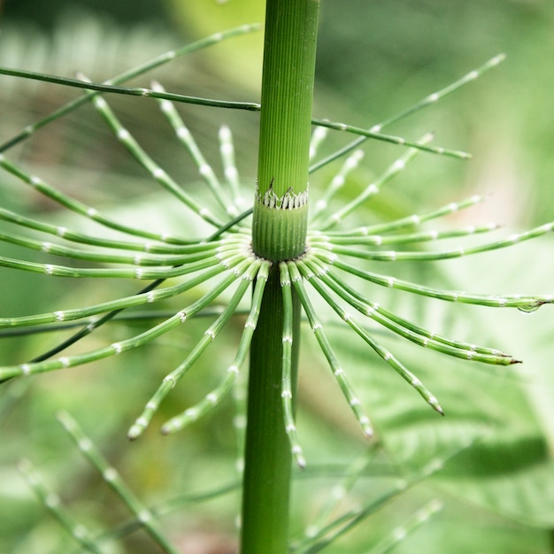 Free photo beautiful tropical plant closeup