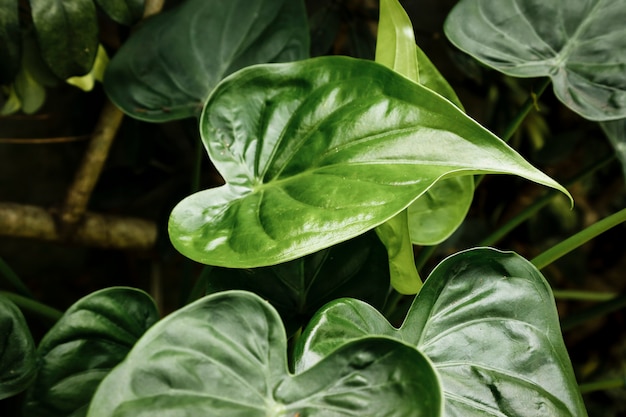 背景をぼかした写真の美しい熱帯植物