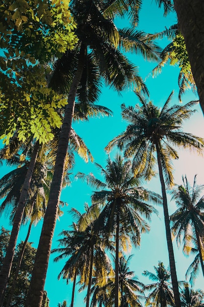 Beautiful tropical sunset with coconut palm trees at beach on blue sky with vintage effect Toned