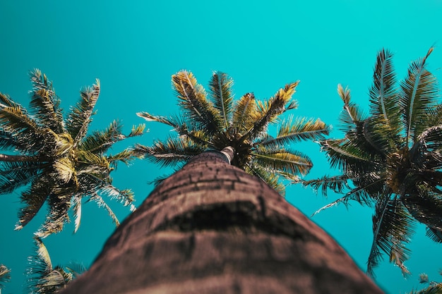 Красивый тропический закат с кокосовыми пальмами на пляже на голубом небе с винтажным эффектом Тонированный