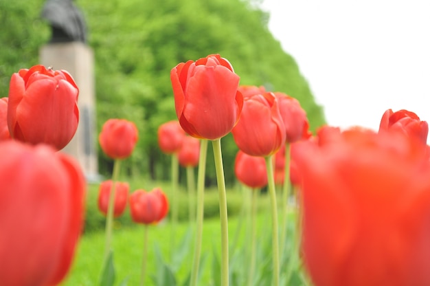 美しい花の背景をチューリップ