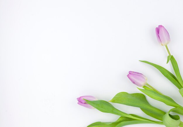 Beautiful tulip flowers at corner of white background