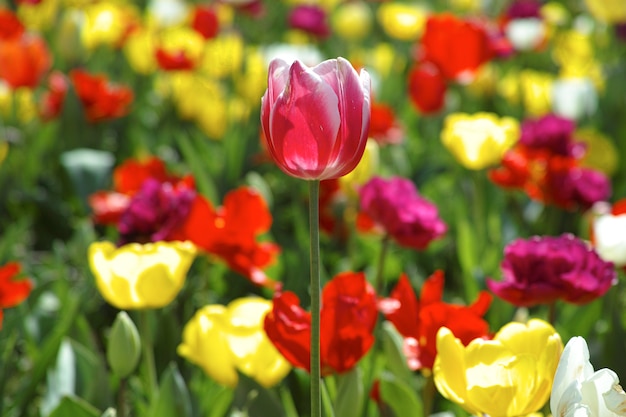 ぼかした花の背景を持つ美しいチューリップ