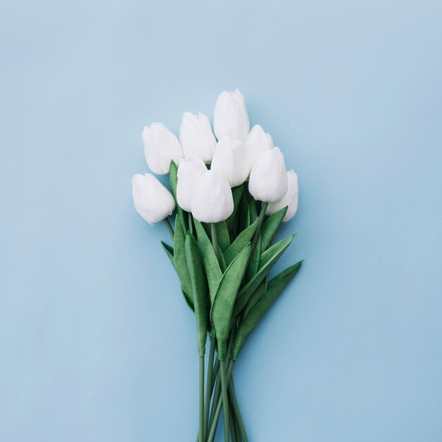 beautiful tulips bouquet on bluebackground