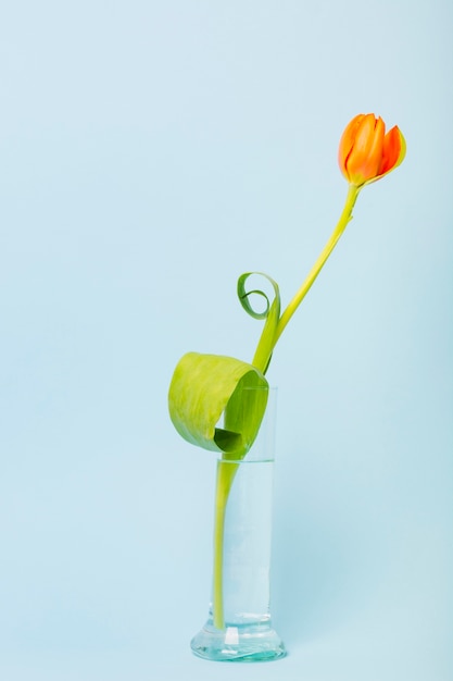 Beautiful tulips in glass beaker filled with water against blue background