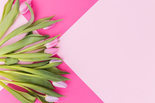 Beautiful tulips on pink background