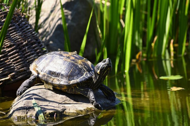 Красивая черепаха на камне дикой природы на пруду. (Trachemys scripta elegans)