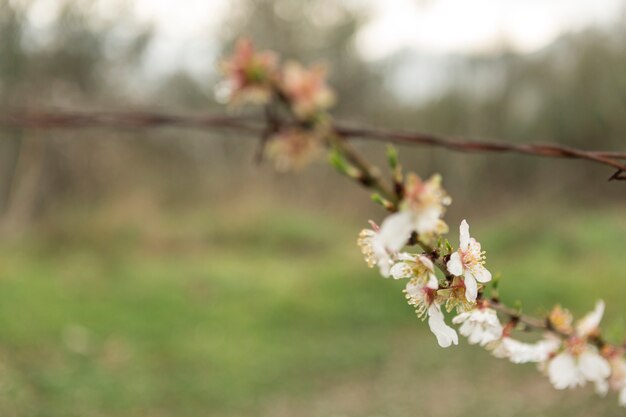 Beautiful twig in bloom close-up