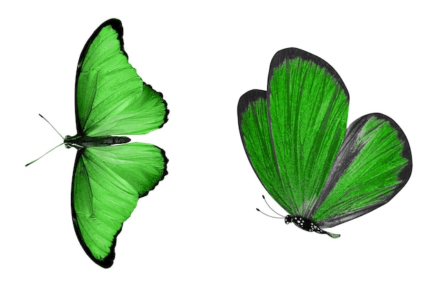 Две красивые зеленые бабочки, изолированные на белом фоне