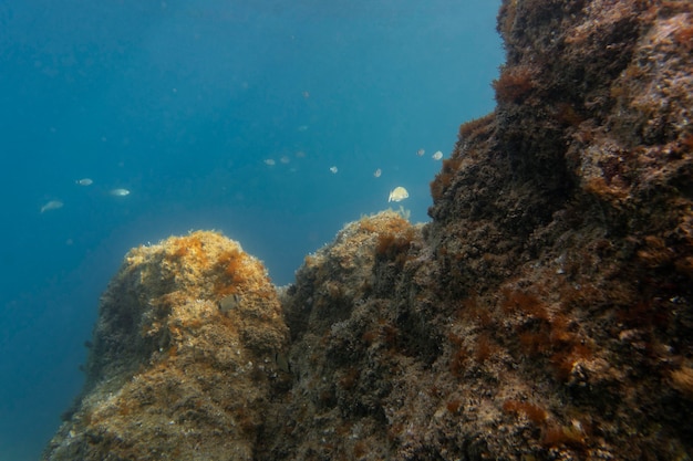 Beautiful underwater landscape