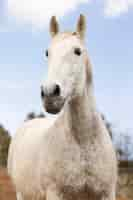 Foto gratuita bellissimo cavallo unicorno in natura