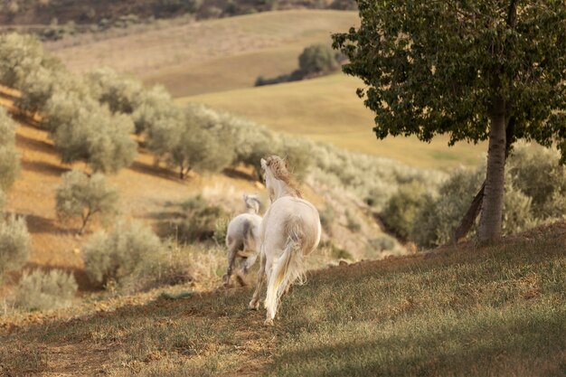 Beautiful unicorn horse in nature
