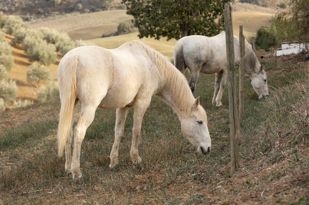 Foto gratuita bellissimo cavallo unicorno in natura