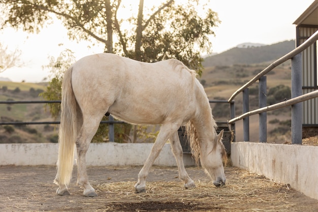 Foto gratuita bellissimo cavallo unicorno in natura