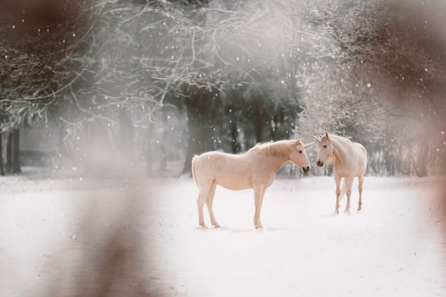 Beautiful unicorn in nature composition